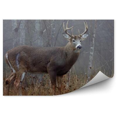 Öntapadó fotótapéta Szarvas az őszi erdő között