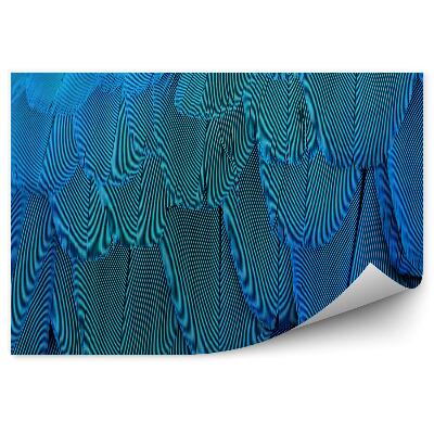 Fotótapéta Kék papagáj toll textúrája