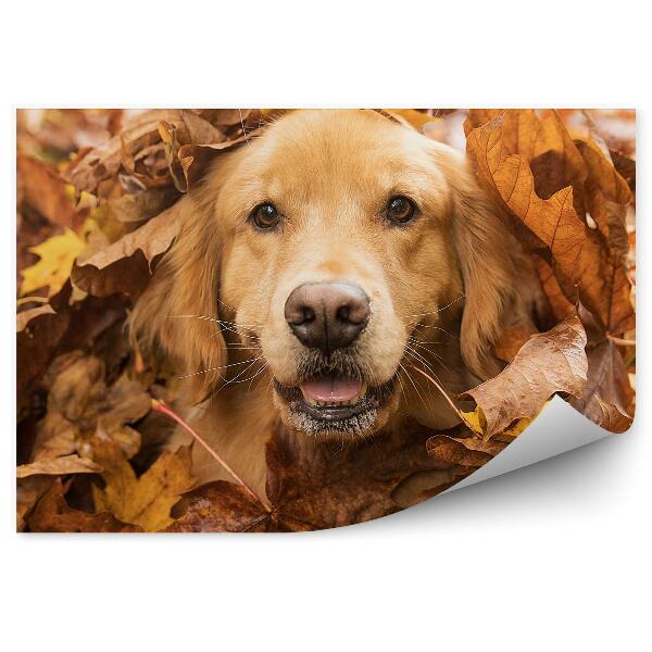 Poszter tapéta Golden retriever kutya őszi hagyja vidám öröm