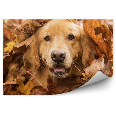 Poszter tapéta Golden retriever kutya őszi hagyja vidám öröm