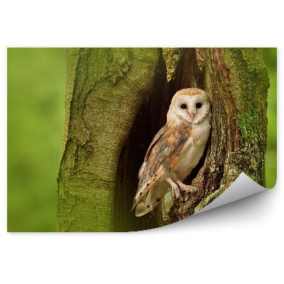 Öntapadós fotótapéta falra Fülesbagoly egy fa gödörében
