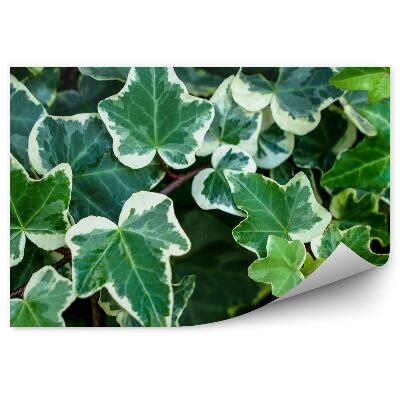 Fotótapéta Ivy levelek gally