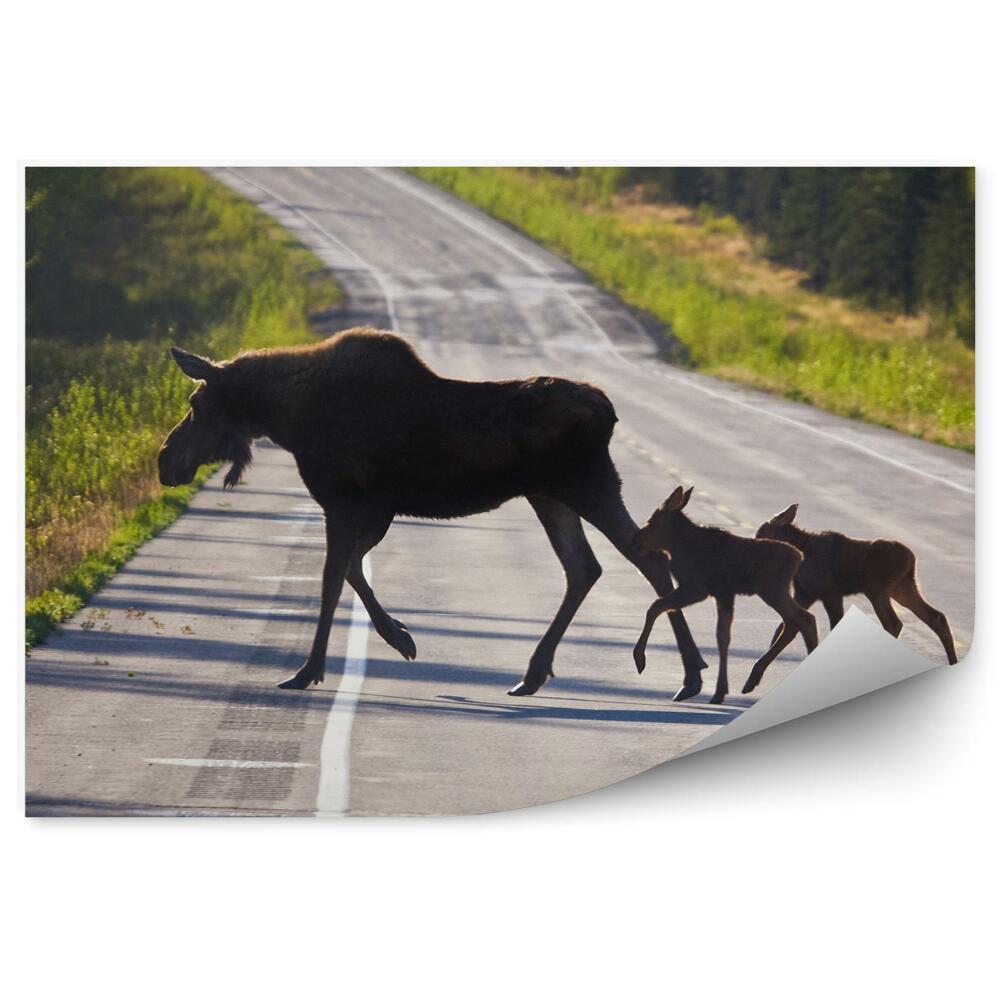 Poszter tapéta Egy rák fiataljaival átkel az úton