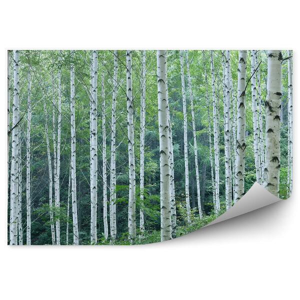 Öntapadó fotótapéta Domb nyírerdő panoráma fák növényzete