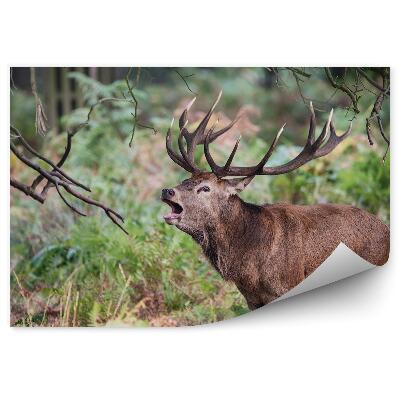 Öntapadós fotótapéta falra Bőgő szarvas a páfrányok között