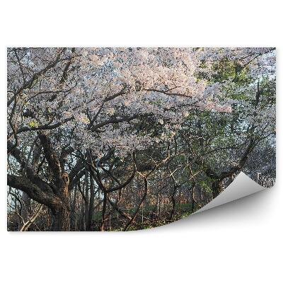 Fotótapéta Cseresznyefa virágok sikátor fű