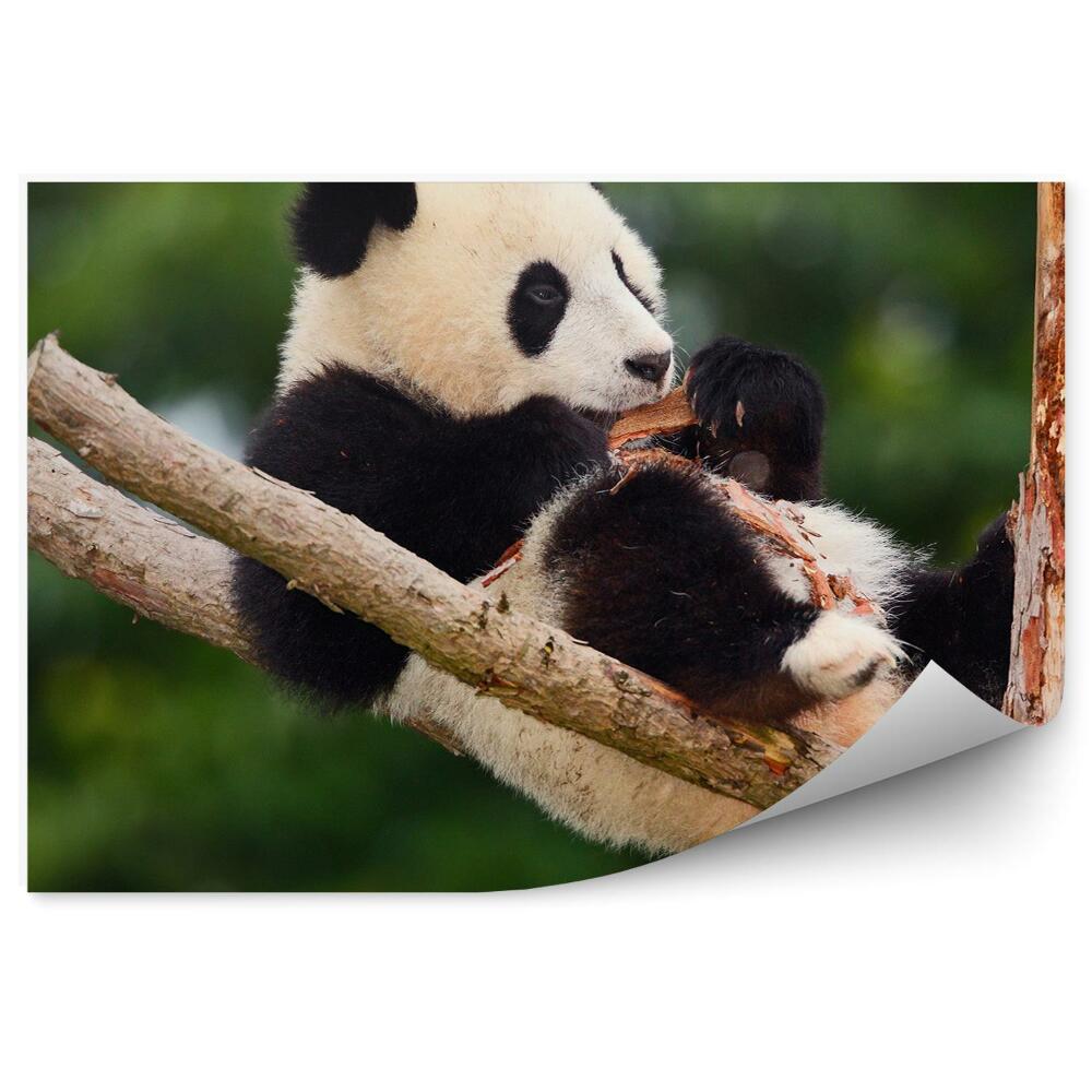 Poszter tapéta Egy fiatal panda a fán