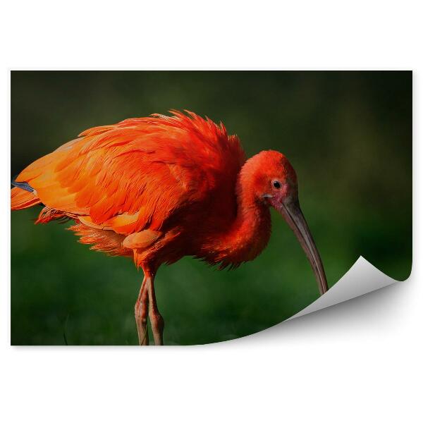 Modern fotótapéta Scarlet ibis egzotikus madár zöld füvön