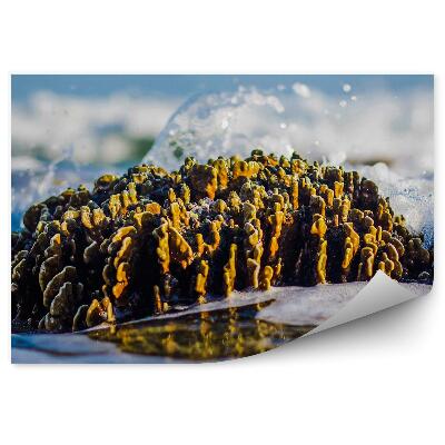 Poszter tapéta Dagály tengeri zátony közelkép