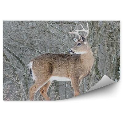 Modern fotótapéta Egy őzike a téli erdőben