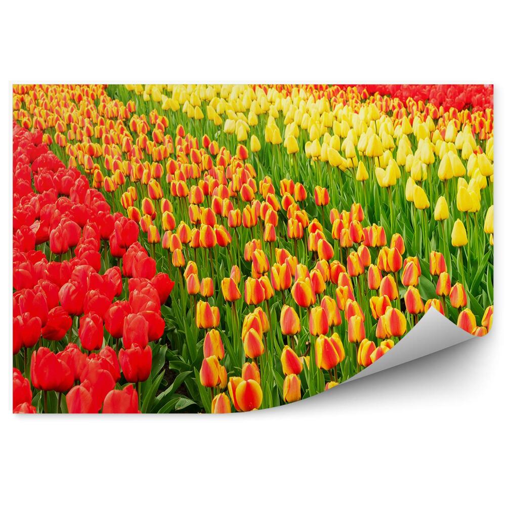 Fotótapéta Tulipán mező
