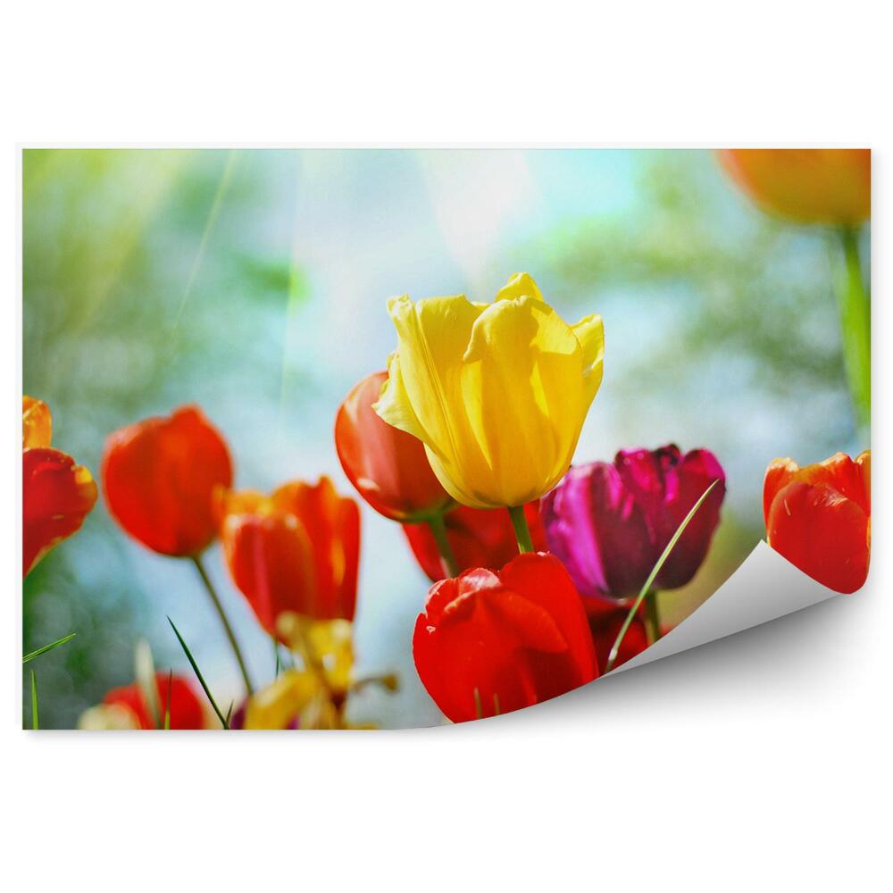 Poszter tapéta Színes tulipánok