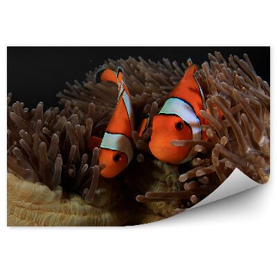 Öntapadós fotótapéta falra Bohóchal kökörcsinök között