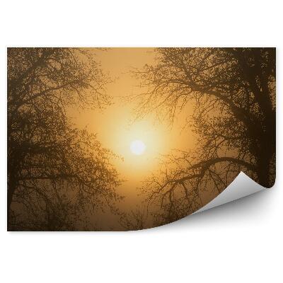 Öntapadós fotótapéta Naplemente erdei fák
