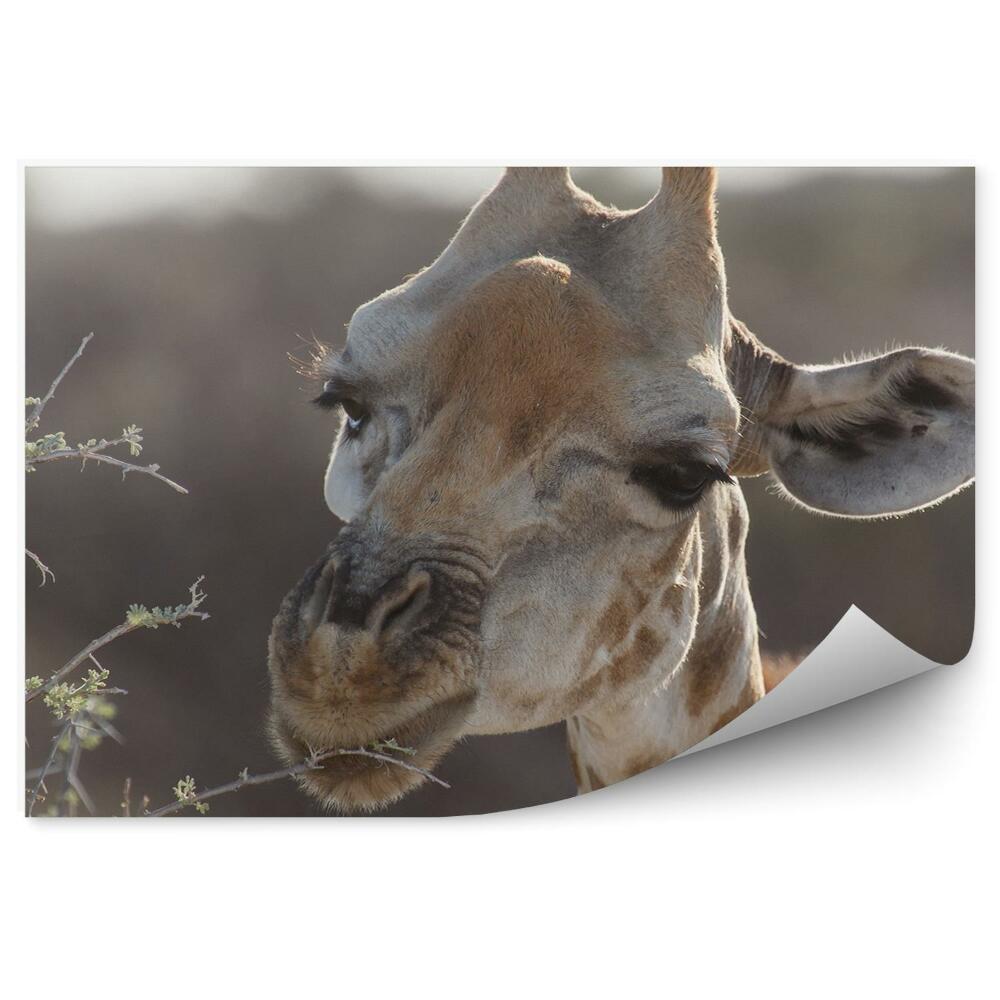 Öntapadó fotótapéta Zsiráffa levelek Safari Park Namíbia