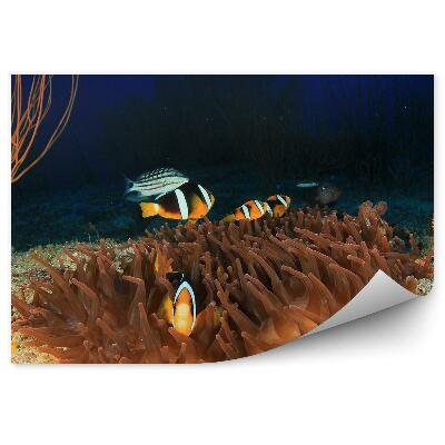 Modern fotótapéta Zátony kökörcsin és bohóchal