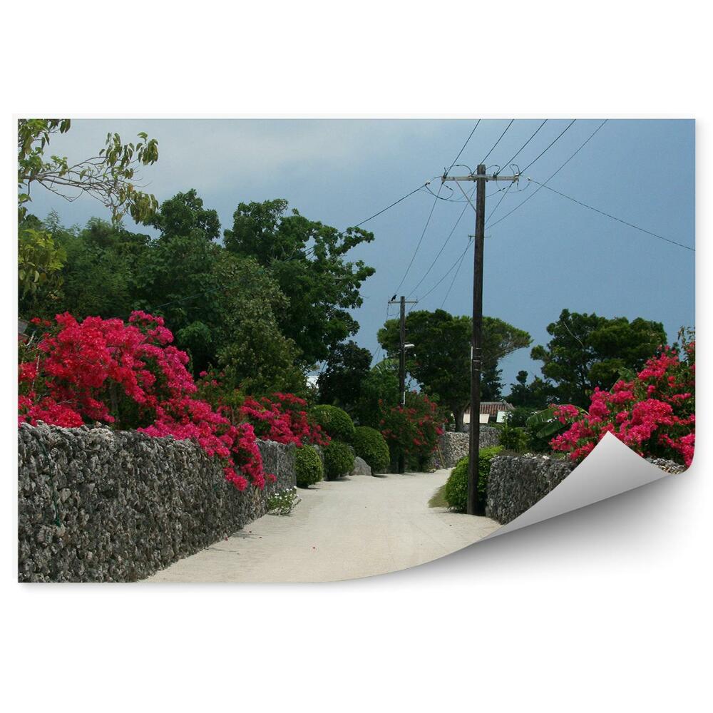 Fotó poszter tapéta Okinawa Japán növényzet virágai