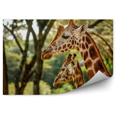 Poszter tapéta Kenya állatok zsiráfok zöld növényzet