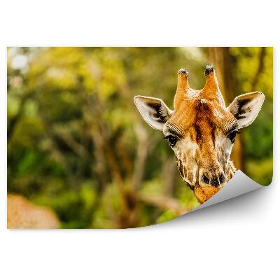 Öntapadós fotótapéta Nairobi Kenya zsiráf állatok