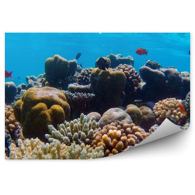Modern fotótapéta Víz alatti korallzátony színes halak az Indiai-óceánon