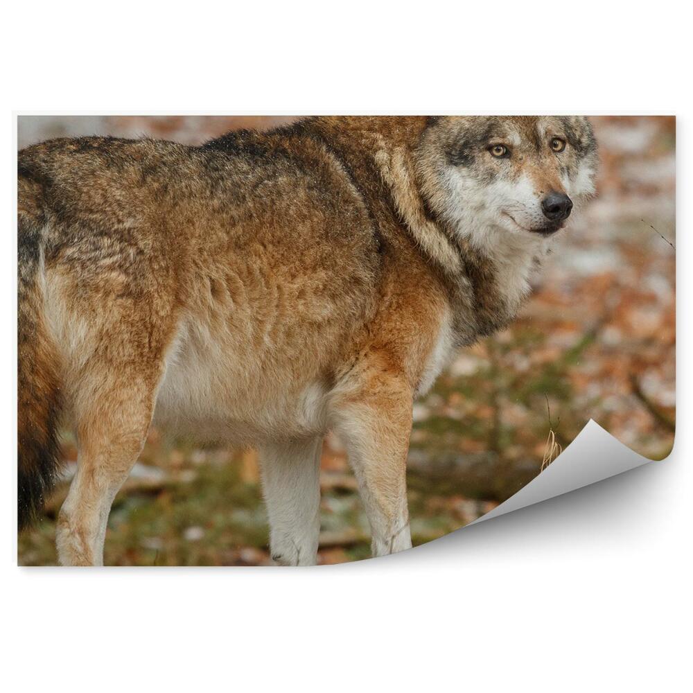 Modern fotótapéta Európai farkas erdő fű természet