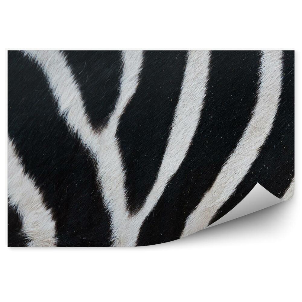 Fotótapéta Fekete-fehér zebra szőr csíkok