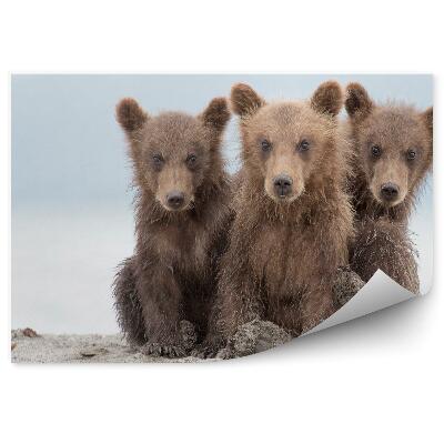 Öntapadós fotótapéta Három kis medve