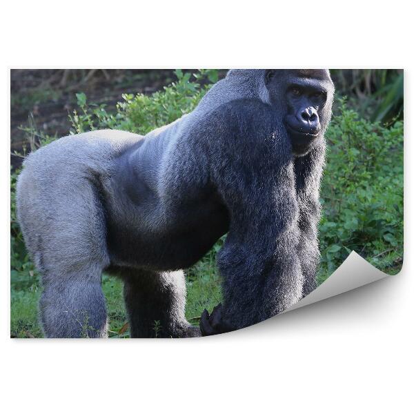 Öntapadós fotótapéta falra Ezüst alföldi gorilla