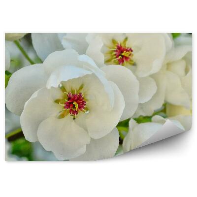 Fotótapéta Fehér almafa virágok ág levelei