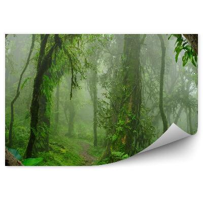 Fotótapéta Nepál mély dzsungel fa páfrányok