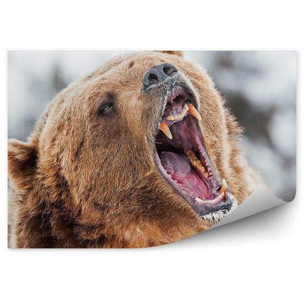 Öntapadós fotótapéta Üvöltő grizzly