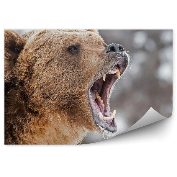 Öntapadó fotótapéta Veszélyes grizzly medve