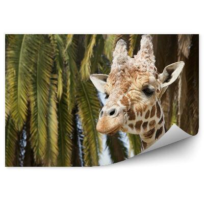 Poszter tapéta A fej egy zsiráf a háttérben a pálmafák