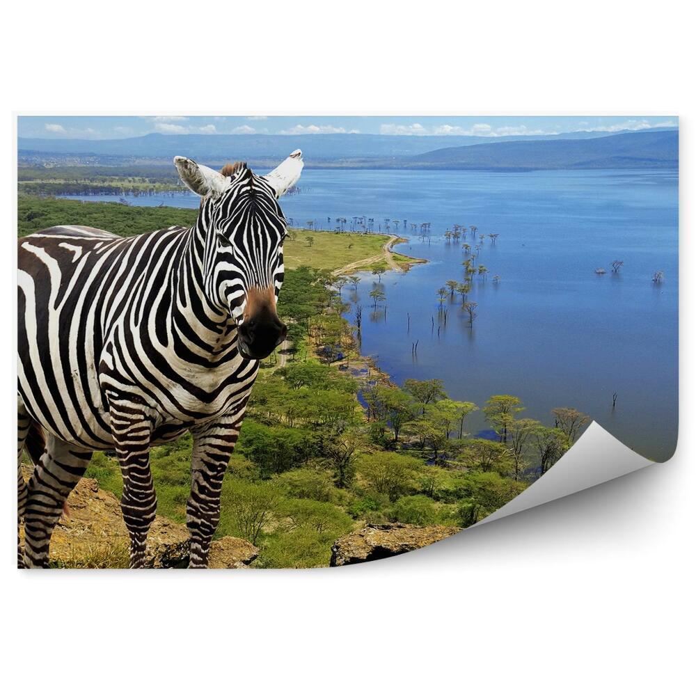 Fotó poszter tapéta Animal Kenya Zebra Nemzeti Park