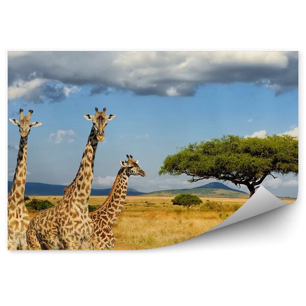 Modern fotótapéta Zsiráfok Kenya Afrika növényzet