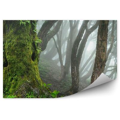 Öntapadós fotótapéta Nepál dzsungel köd
