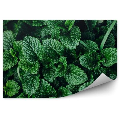 Öntapadós fotótapéta menta zöld növényzet gyógynövények
