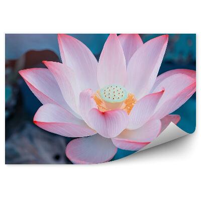 Poszter tapéta Nyitott tavirózsa