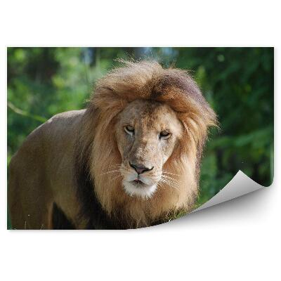 Öntapadós fotótapéta falra Egy hím oroszlán a dzsungel hátterében