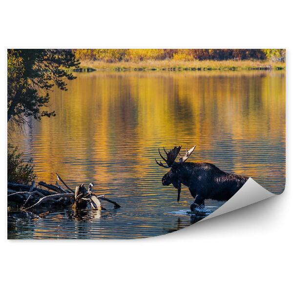 Öntapadó fotótapéta Moose folyó és őszi erdő