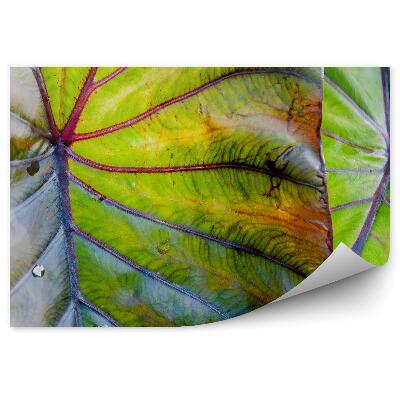 Fotótapéta Hawaii trópusi levél