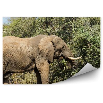 Öntapadós fotótapéta falra Elefánt fa levelek természet égbolt szavanna Afrika