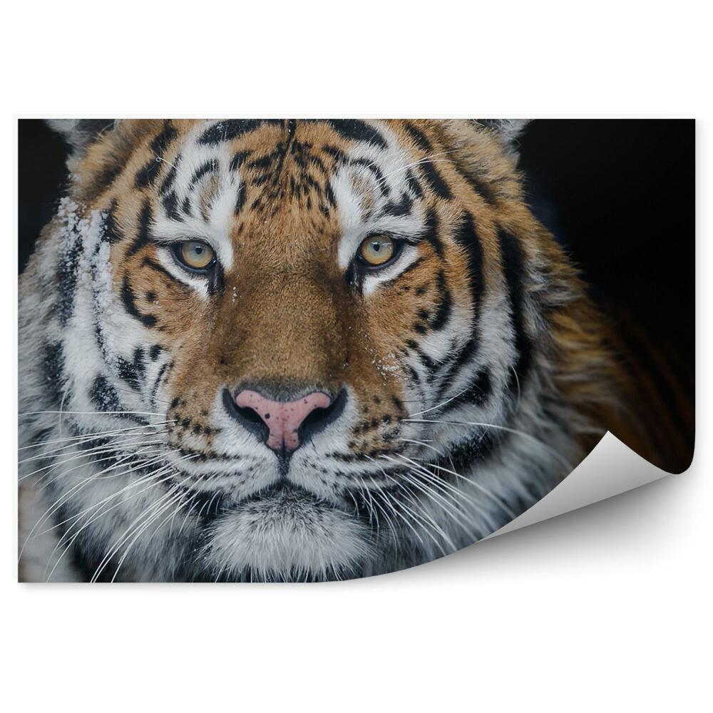 Öntapadós fotótapéta falra amuri tigris