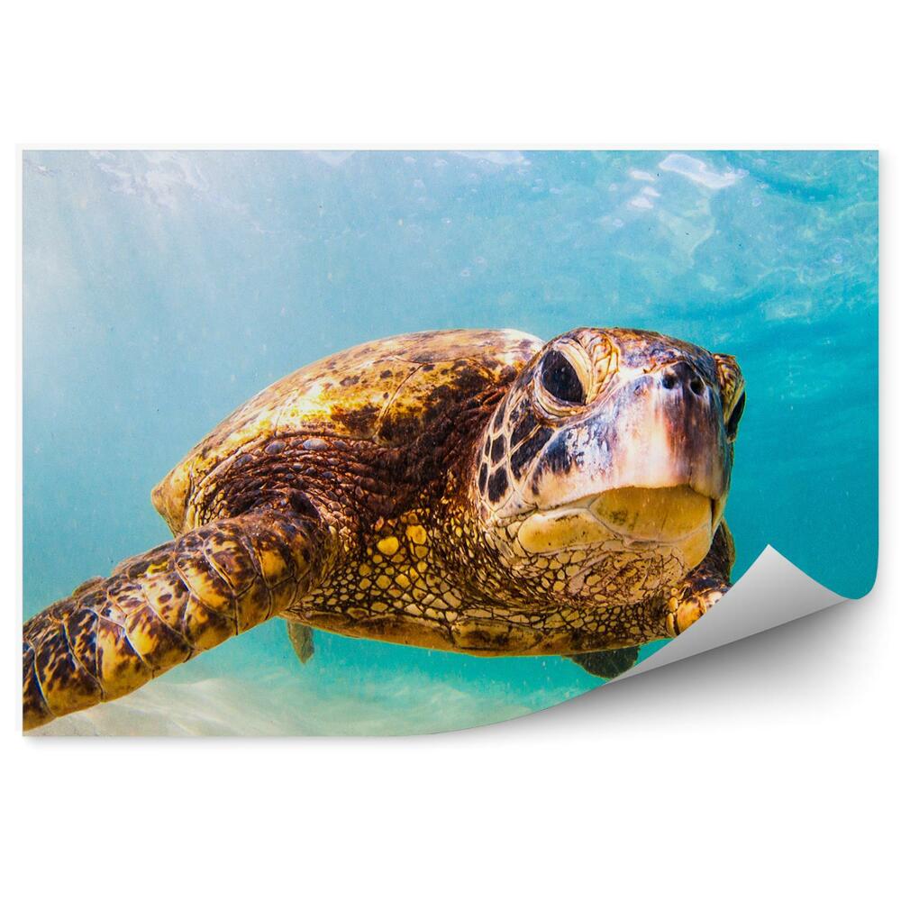 Poszter tapéta turtle beach ég hawaii sugarai