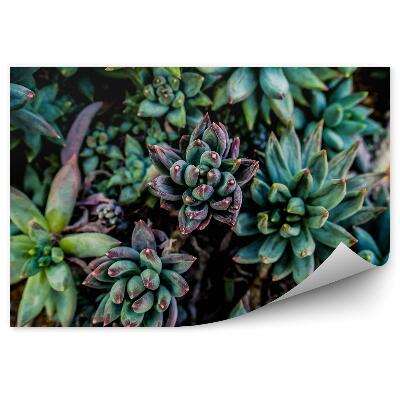 Öntapadós fotótapéta Zöld háttér növényzet természet szukkulensek