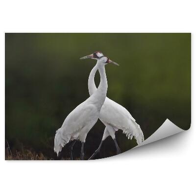 Öntapadó fotótapéta Két szamárdaru a réten