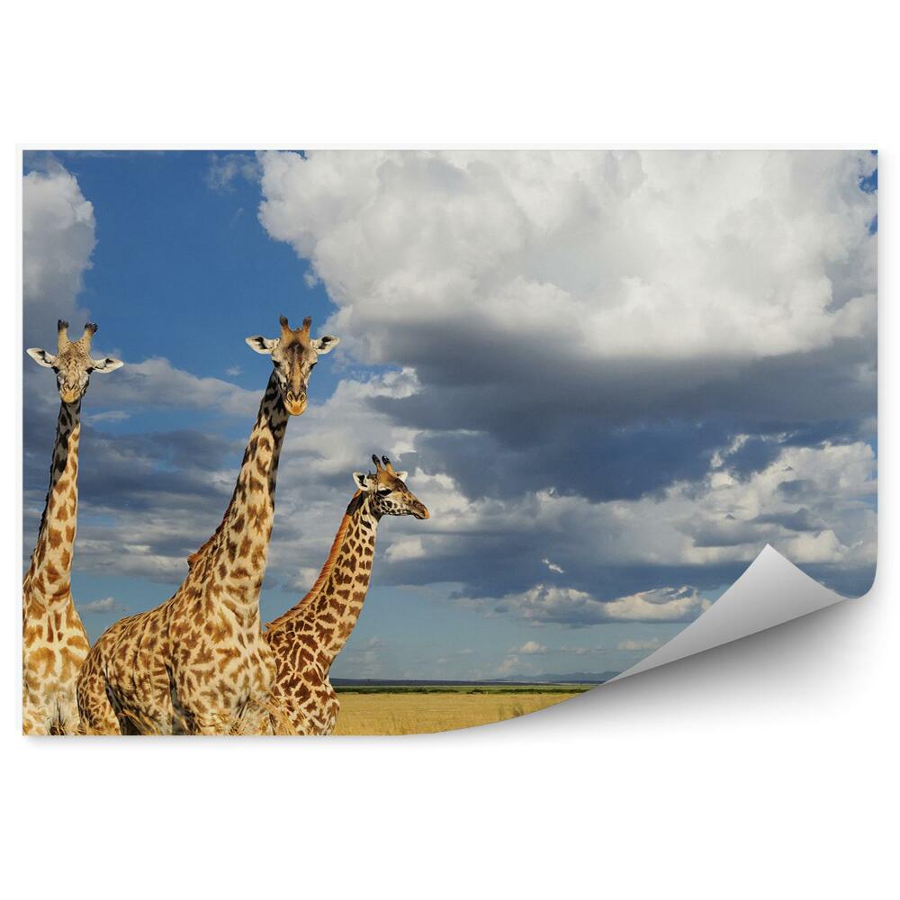 Poszter tapéta Zsiráfok Kenya Afrika természet