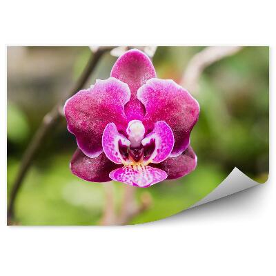 Poszter tapéta Rózsaszín orchidea