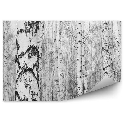 Öntapadós fotótapéta Fekete-fehér nyírerdő