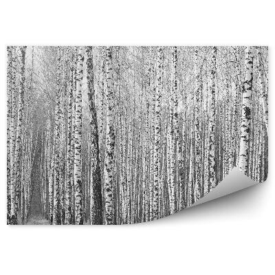 Öntapadó fotótapéta Fekete-fehér nyírerdő